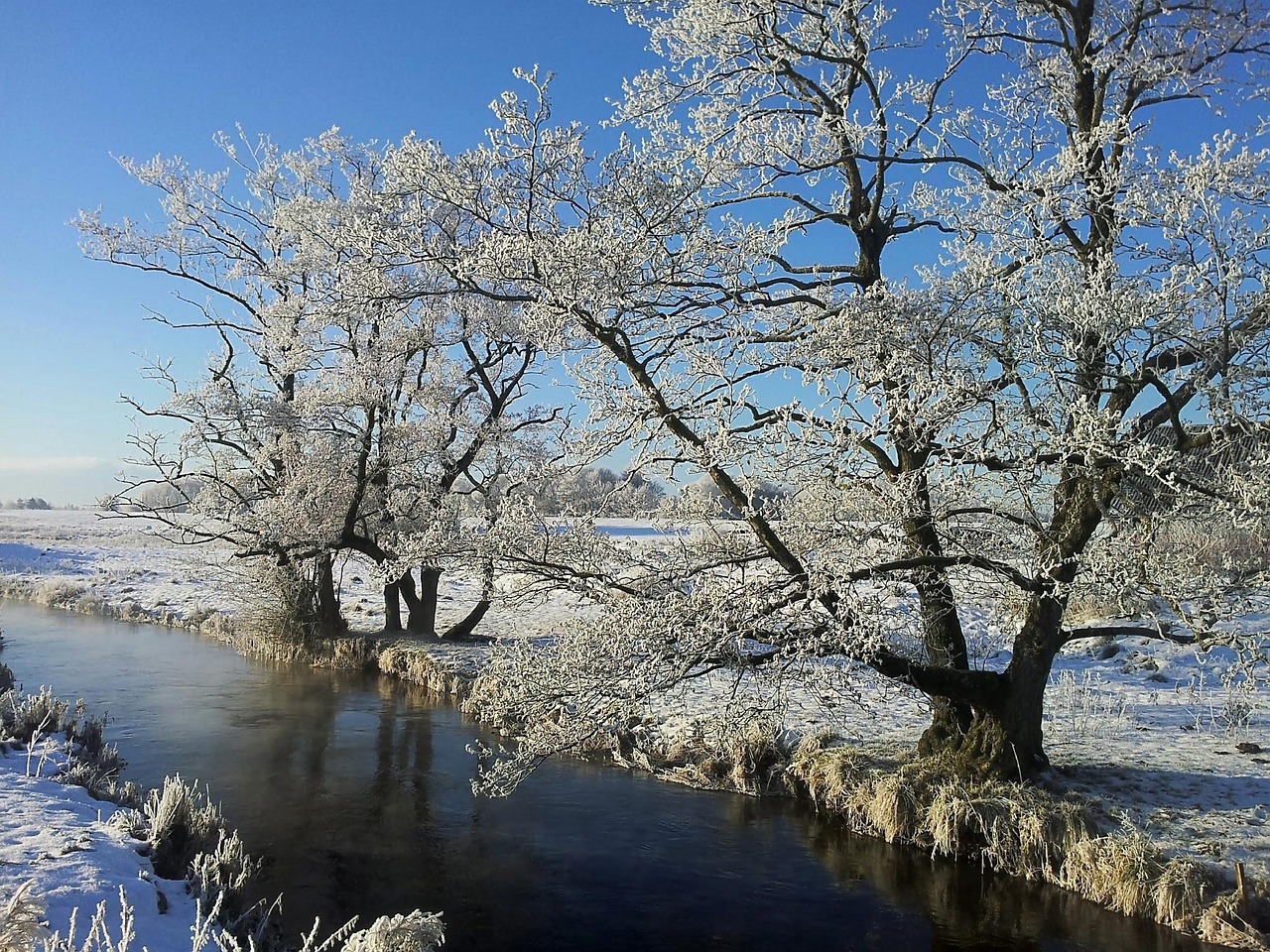 Hvepsebekæmpelse Grindsted naturligt